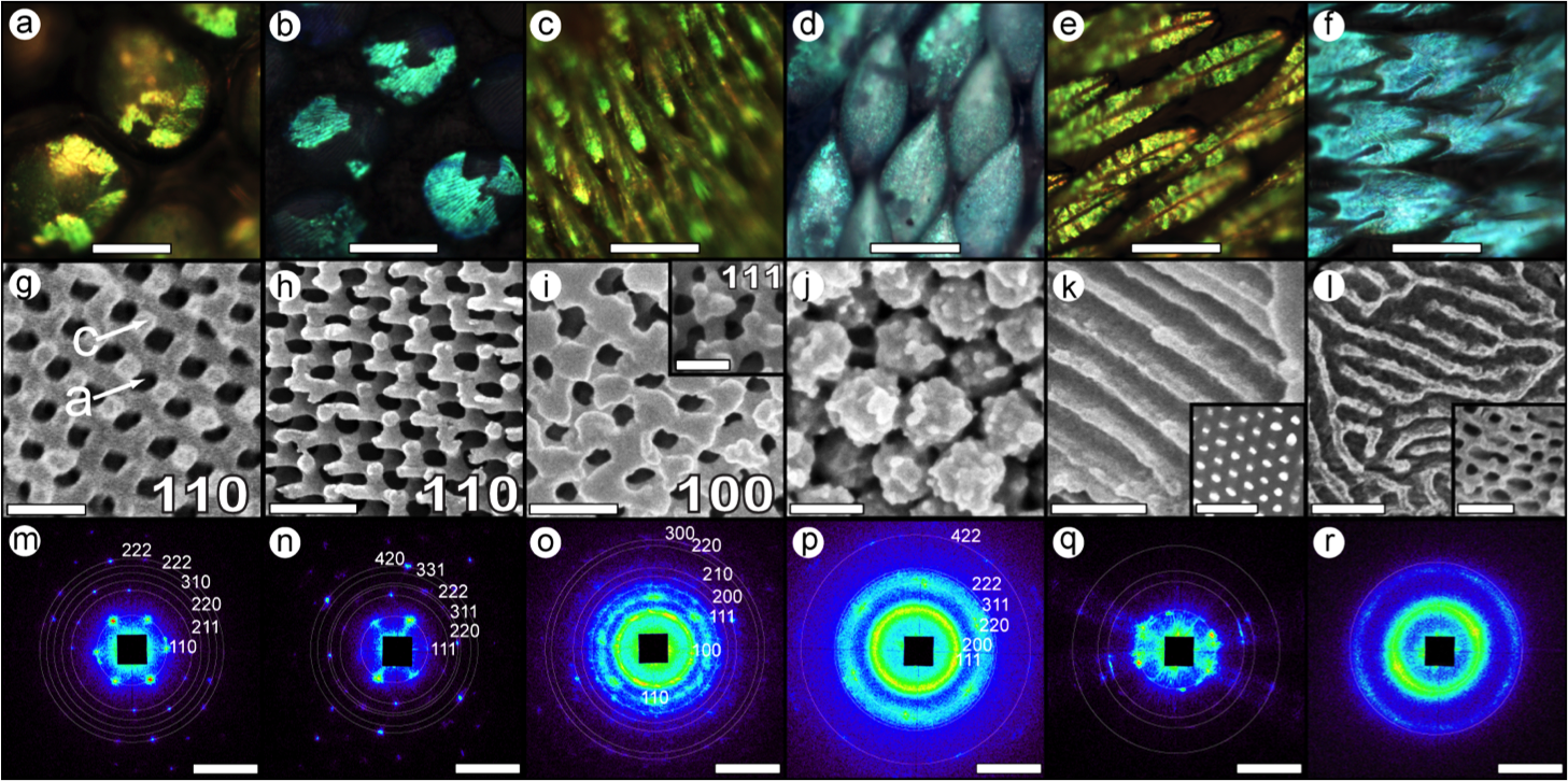 Insect scale USAXS